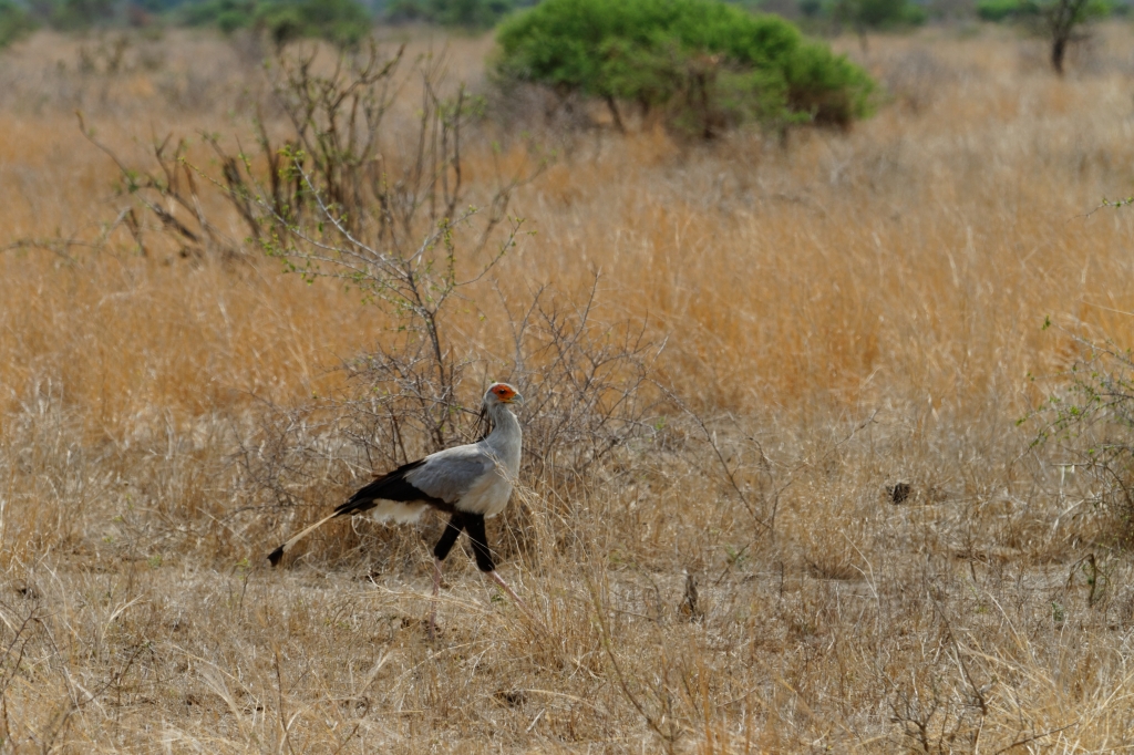 08 - Kruger NP (20)-Messager sagitaire.jpg
